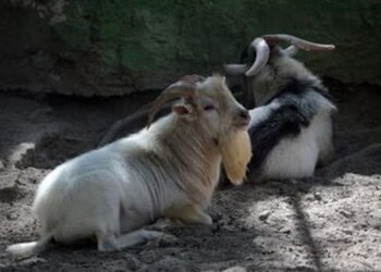 Despiden a jefe de un zoológico mexicano por vender y cocinar animales