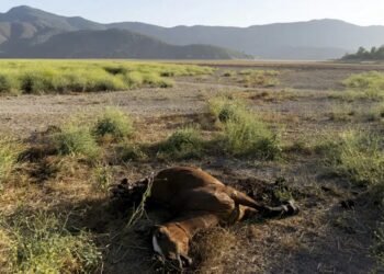 Cinco muertos tras lucha contra incendios forestales en Chile