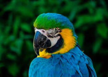 Las guacamayas azul amarillo bajo amenaza por comercialización de sus ejemplares