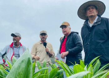 Venezuela plantea un proyecto para desarrollar la palma aceitera con Colombia