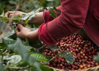 Fedeagro asegura que el café venezolano ha disminuido en calidad