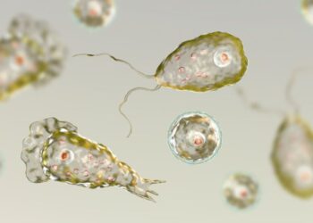 Muere hombre en Florida por infección de parásito "comecerebros"