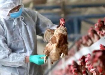 FAO convoca a una reunión con países de América Latina para informar sobre planes de contención de la gripe aviar