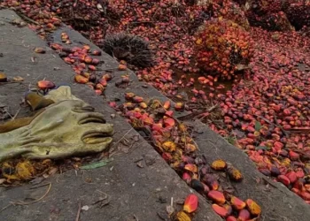 “Importaciones asfixiarán la producción venezolana de aceites y grasas casi en su totalidad”