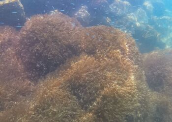 Investigadora reconoce que coral Unomia ha afectado a ecosistemas de Mochima (+Fotos)