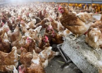 Detectan los primeros casos de gripe aviar en Montevideo