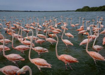 La caza e ingesta de flamencos en Venezuela, una "tradición cuestionada"
