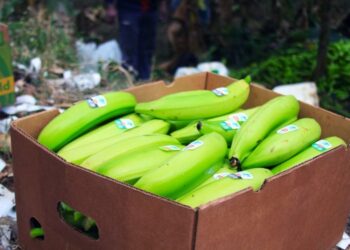 Incautan en Portugal 4,2 toneladas de cocaína procedentes de Colombia en cajas de bananas