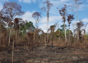 Bosques del Amazonas meridional y occidental, en riesgo de morir por sequía