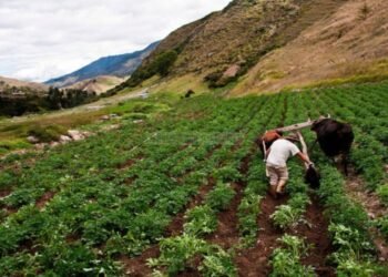 ONG exigen liberación de agricultores que protestan por la falta de gasolina