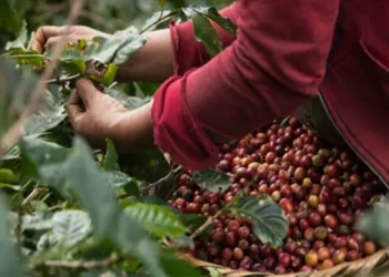 Bernal: “Contrabando de café colombiano afecta a productores del Táchira”