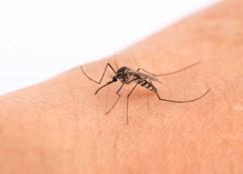 OMS: Europa debe prepararse para posibles brotes de dengue tras las olas de calor