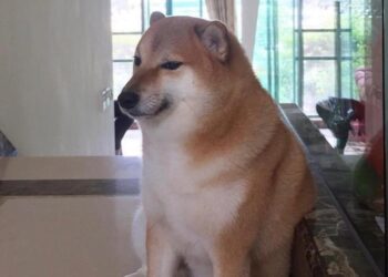Murió Cheems, el perro que se volvió meme y se hizo viral en internet