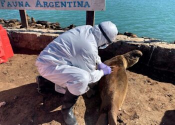 Dos nuevos brotes extienden gripe aviar en Argentina
