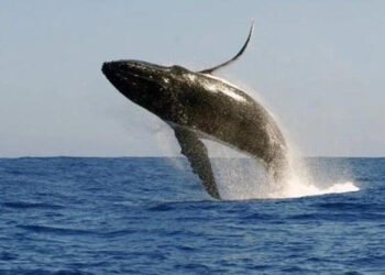 Choque de una ballena contra un barco dejó un muerto y un herido en Australia