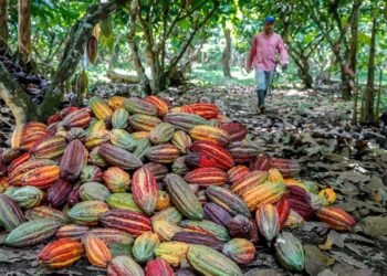 El cacao gana terreno en el Eje cafetero colombiano ante la precaria situación del café
