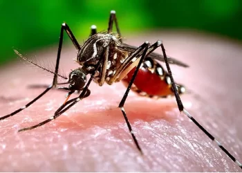Ecuador declara alerta epidemiológica en tres provincias por un brote de dengue