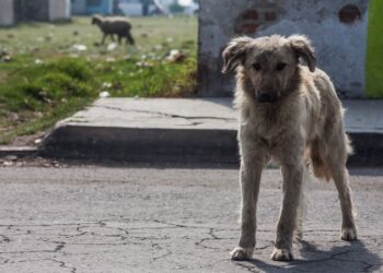 Perú vacunará a más de 240.000 perros en la región donde murió una mujer por rabia