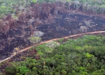 Estudio revela que Brasil perdió el 15 % de sus bosques naturales en los últimos 38 años