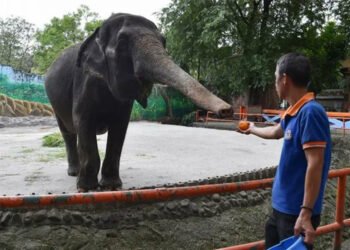 Fallece la solitaria Mali, el único elefante que quedaba en Filipinas