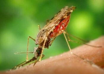 Investigadores buscan erradicar la malaria, que vive un repunte en el país