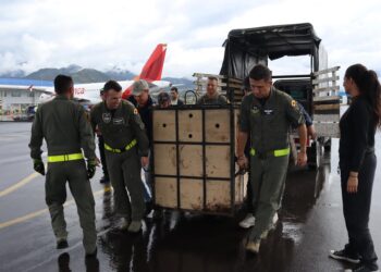 Llevan a santuario cercano a Bogotá a dos osos andinos rescatados en el sur de Colombia