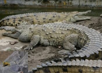 Caimán del Orinoco y sapito arlequín al borde de la extinción en Venezuela