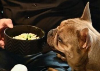 «Fiuto»: Primer restaurante de Italia para perros y personas