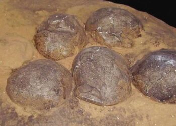 Hallan en China tres huevos de dinosaurio cristalizados, un fenómeno extremadamente raro
