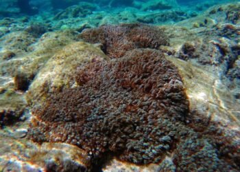 Autoridades buscan contener la invasión del coral Unomia stolonifera en aguas del mar Caribe