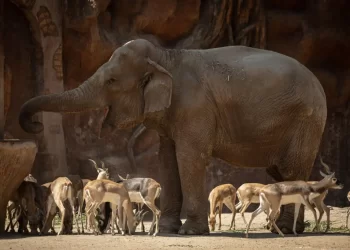 La elefanta Trompita celebró sus 63 años en el zoológico de Guatemala