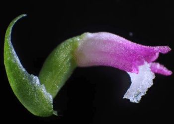 Descubren una nueva especie de orquídea en el sur de China