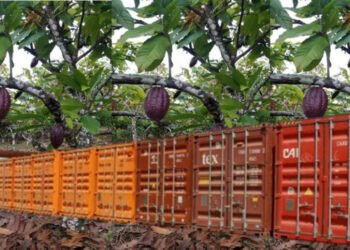 Venezuela exporta más de 300 toneladas de cacao a Estonia e Indonesia