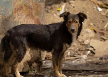 Crueldad sin fin: El flagelo del maltrato animal en Venezuela