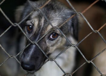 Fiscal impulsa proyecto para sancionar con multas y prisión el maltrato animal