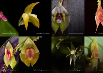 Descubren 8 nuevas especies de orquídeas en Colombia bautizadas con nombres de mujeres
