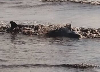 Funcionarios de Inparques salvaron las vidas de 60 ballenas piloto en Falcón (+Video)