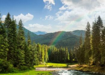 Día Mundial de los Bosques: urge mejor gestión forestal y restauración de ecosistemas