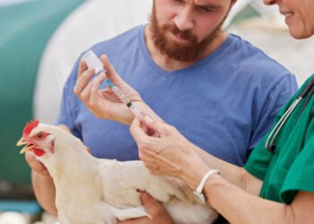 La OMS dice que hay que vigilar de cerca la transmisión de la gripe aviar H5N1 a humanos