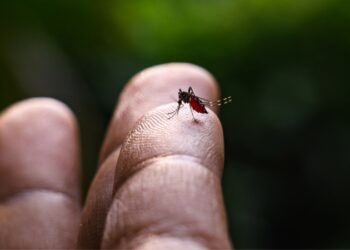 Venezuela sin cifras oficiales frente a una «epidemia alarmante» de dengue en Latinoamérica