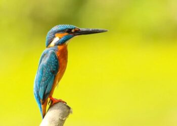 El ritmo del canto de las aves puede tener una base genética
