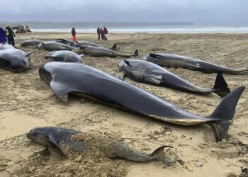 Decenas de ballenas piloto se vararon en una playa del suroeste de Australia