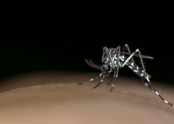 Las muertes por dengue ascienden a 161 en Argentina