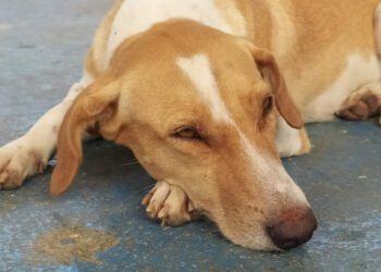 Fundación Rescátame Carúpano realizó jornada de esterilización de 21 animales en el gimnasio vertical (+Fotos)