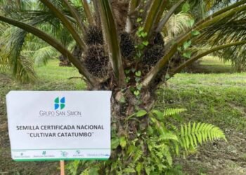Grupo San Simón ingresa en el área de la producción sostenible de aceite de palma