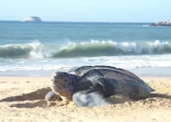 Un ejemplar de la tortuga marina más grande deposita sus huevos en una playa de Venezuela (+Video)