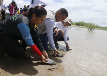 Liberan 21 mil tortugas de dos especies como parte de un plan de conservación