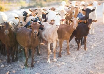 Detectado el primer caso de un nuevo tipo de lengua azul en Francia, en la frontera belga