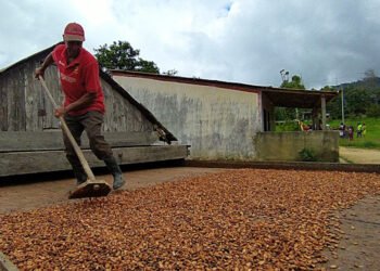 Vocero de Asoprocave exhortó a la Asamblea Nacional a aprobar la Ley del Cacao Venezolano
