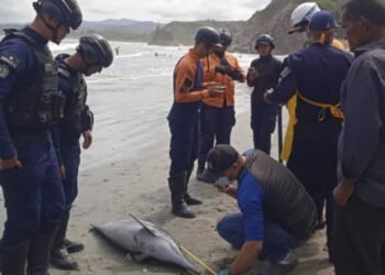 Fiscalía ambiental abrió investigación por muerte de delfines en el municipio Bermúdez